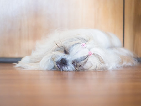Shih Tzu dog sleeping and resting on the house floor.の写真素材