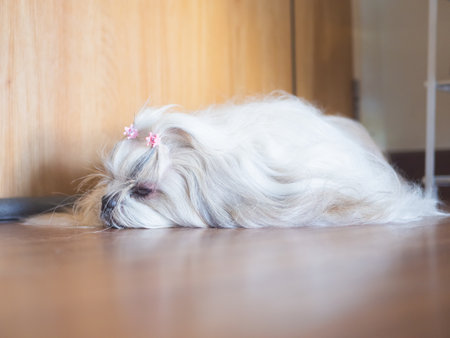 Shih Tzu dog sleeping and resting on the house floor.の写真素材