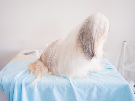 Long-haired Shih Tzu dog lying on grooming table, Dog well-groomed fur is silky and neatly brushed.の写真素材