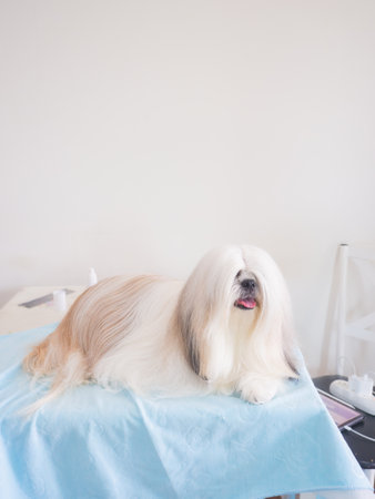 Long-haired Shih Tzu dog lying on grooming table, Dog well-groomed fur is silky and neatly brushed.の写真素材