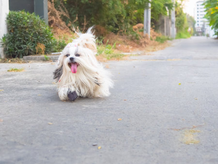 Cute long-hair Shih Tzu dog running on street in clear sunny dayの写真素材