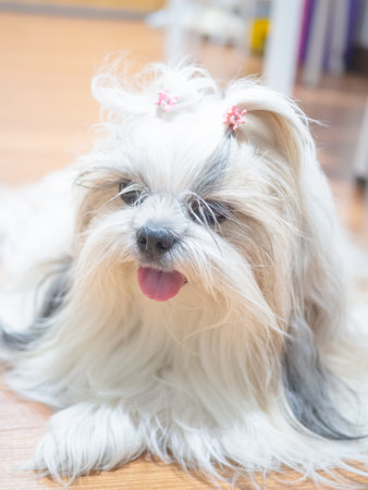 Close up of Shih Tzu dog with long, messy fur on floor.の写真素材