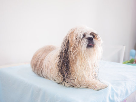 Wet long-haired Shih Tzu dog after bath on grooming table.の写真素材