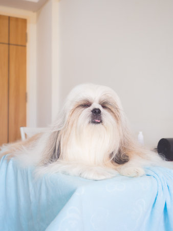 Long-haired Shih Tzu dog lying on grooming table, Dog well-groomed fur is silky and neatly brushed.の写真素材