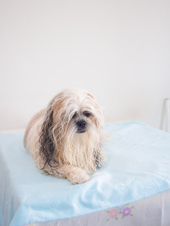 Wet long-haired Shih Tzu dog after bath on grooming table.の写真素材