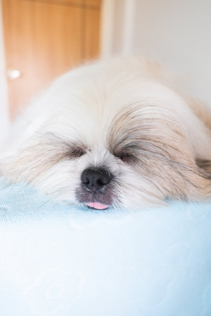 Close-up of fluffy Shih Tzu dog sleeping on soft blue blanket.の写真素材