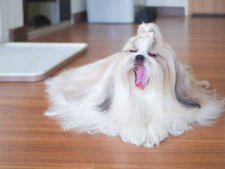 Yawning Shih Tzu dog resting on the floor indoors.の写真素材