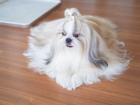 Well-groomed long-haired Shih Tzu dog lying on the floor, looking relaxed and happy.の写真素材