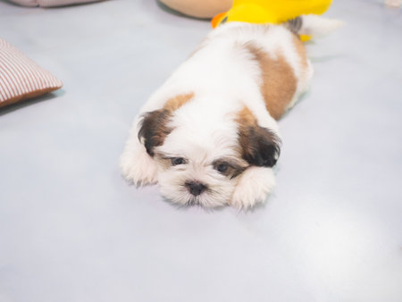A small Shih Tzu puppy with soft, fluffy fur sleeping on floor with colorful toy.の写真素材