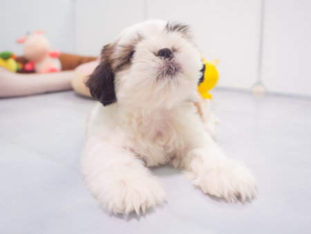 A small Shih Tzu puppy with soft, fluffy fur lies on floor with colorful toys in living room.の写真素材