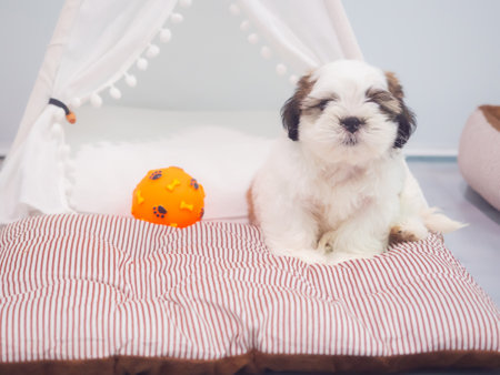A small Shih Tzu puppy with soft, fluffy fur playing with colorful toy in living room.の写真素材