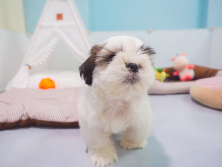 A small Shih Tzu puppy with soft, fluffy fur playing with colorful toy in living room.の写真素材