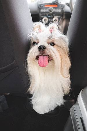 Happy fluffy dog with tongue out enjoying a car ride.の写真素材