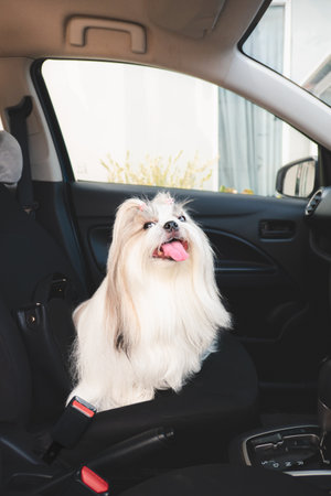 Happy fluffy dog with tongue out enjoying a car ride.