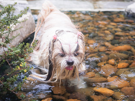 Joyful long-haired dog playing in the water.