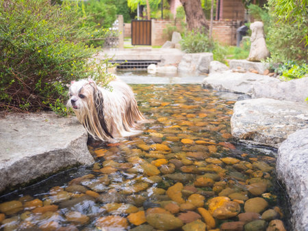 Joyful long-haired dog playing in the water.の写真素材