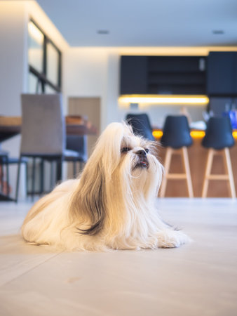 Cute long-haired Shih Tzu dog relaxation on the floor in modern minimalist home interior background.