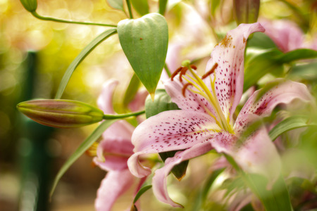 Flower Festivalの写真素材