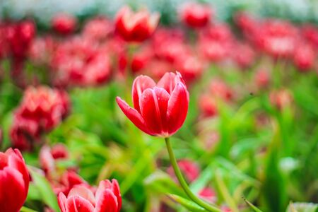 lily flower gardenの写真素材