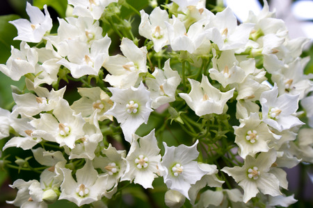 Bread Flower Vallaris globra Ktze