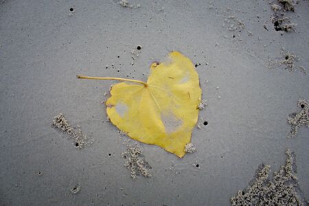 Pho leave on the beachの写真素材