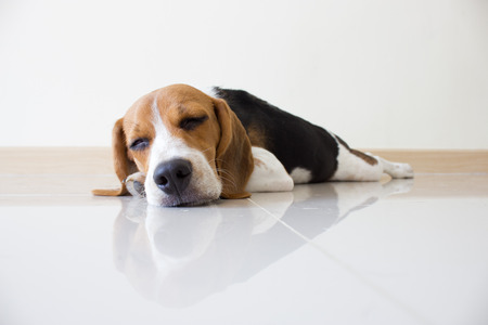 Portrait cute beagle puppy dogの写真素材