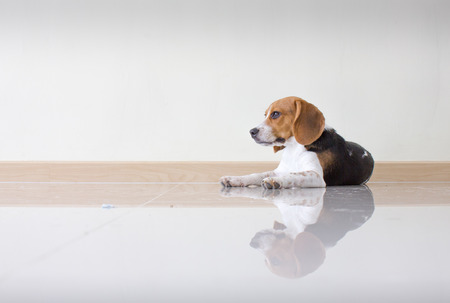 Portrait cute beagle puppy dogの写真素材