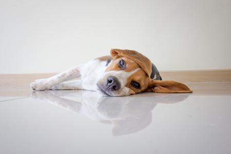 Portrait cute beagle puppy dogの写真素材