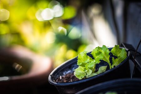 closeup Sprout of vegetable in the morningの写真素材