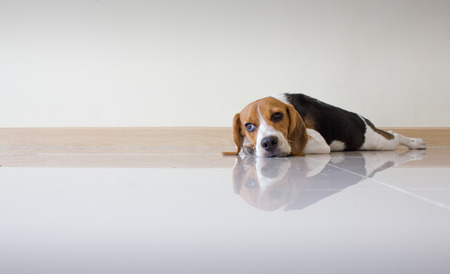 Portrait cute beagle puppy dogの写真素材