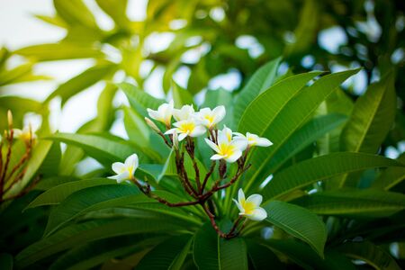 Plumeria flowers in the gardenの写真素材
