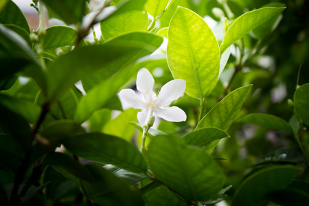 the  Jasmine Vine white flower with light in morningの写真素材