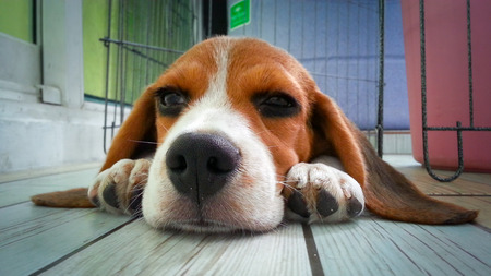 the cute beagle puppy dogの写真素材