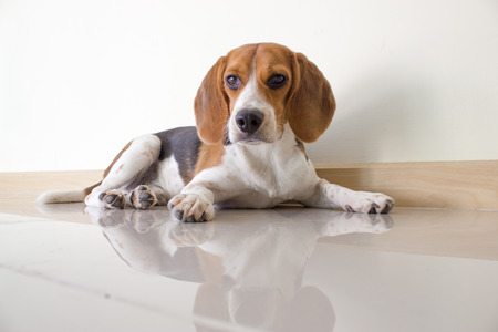 cute beagle puppy dogの写真素材
