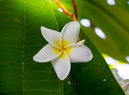 the beautifull White Plumeria flowerの写真素材