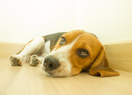 Portrait cute beagle puppy dogの写真素材