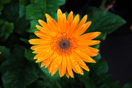 Orange gerbera, Beautiful flowers in pots view above.