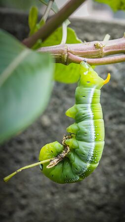 Green Caterpillar on branch