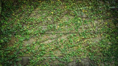 the Ivy tree on the  wallの写真素材