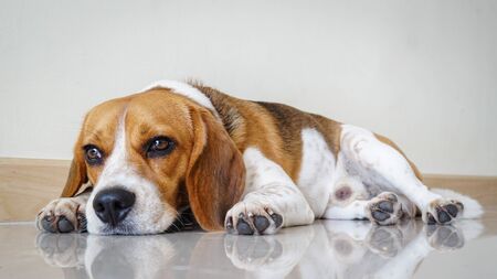 Portrait cute beagle puppy dogの写真素材
