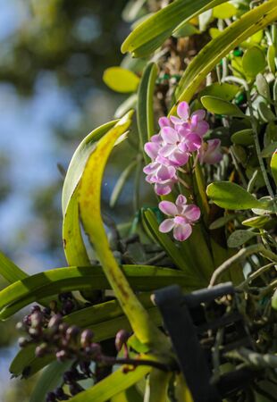Rhynchostylis giganteaの写真素材