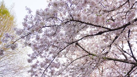Cherry blossom in japan