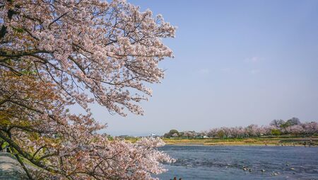 Cherry blossom at Arashiyama, Kyoto, Japanの写真素材