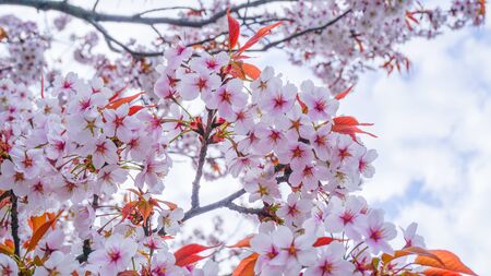 Cherry blossom in japanの写真素材