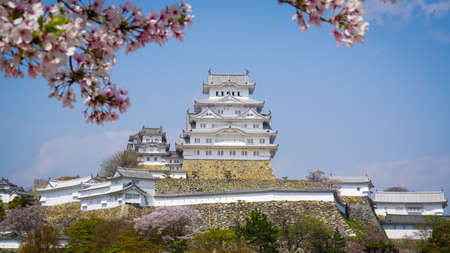 cherry blossom at HImeji castle