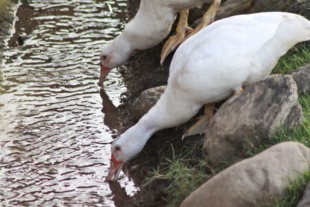 Geese are drinking water in the pond.の写真素材