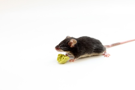 Black dwarf hamster on white isolatedの写真素材