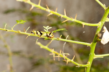 The larvae of caterpillars are green leaves の写真素材