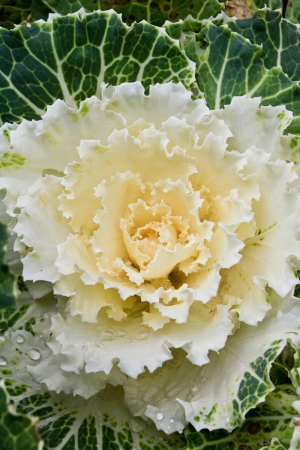 Close-up image of decorative fall kale cabbageの写真素材