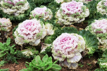 Close-up image of decorative fall kale cabbageの写真素材